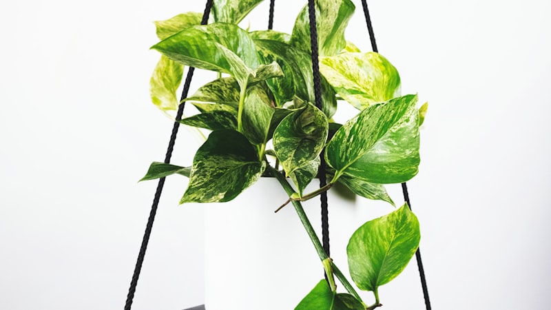 世界杯B组小组赛直播预告 - 德国队与西班牙队的赛前训练场景